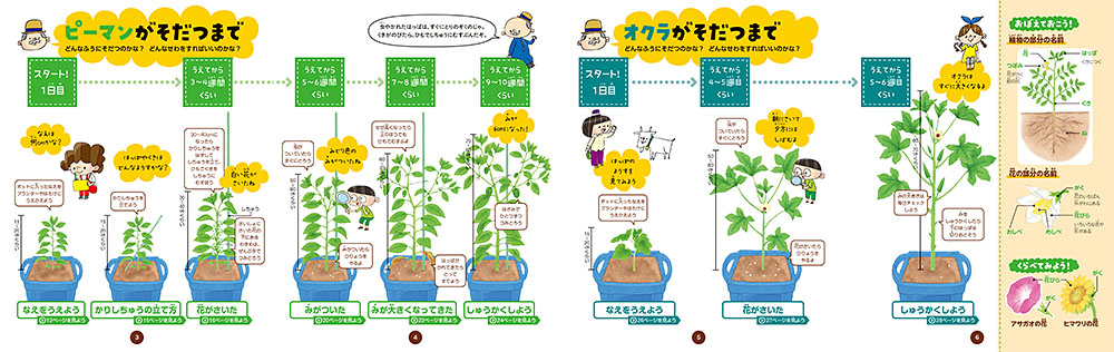 ピーマン オクラをそだてよう 毎日かんさつ ぐんぐんそだつ はじめてのやさいづくり 本を探す ポプラ社