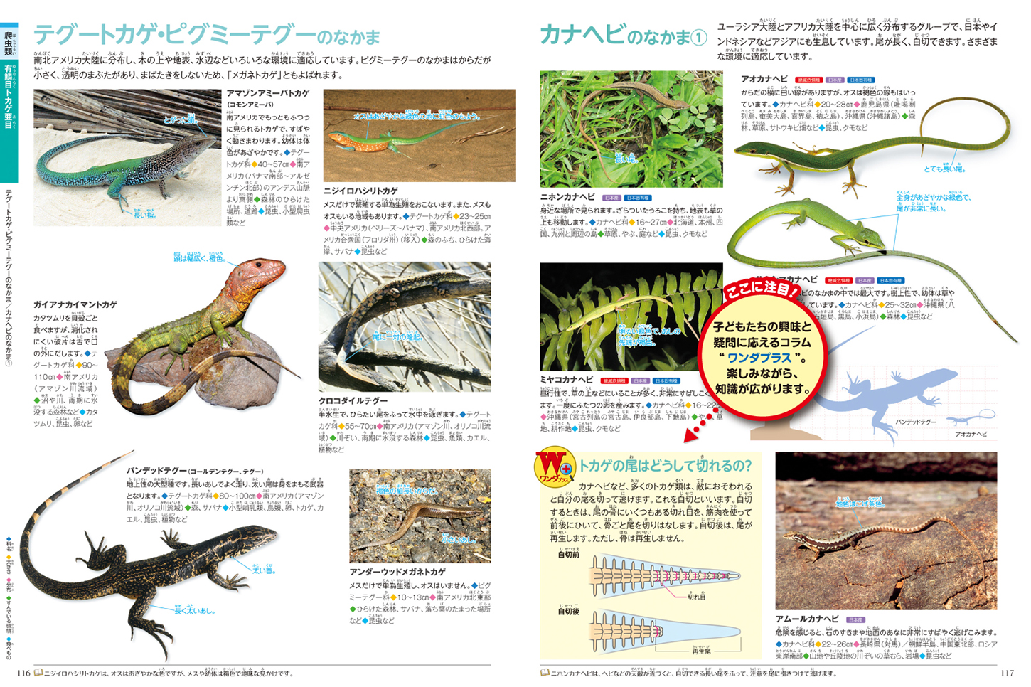 両生類・爬虫類 | ポプラディア大図鑑「WONDA」